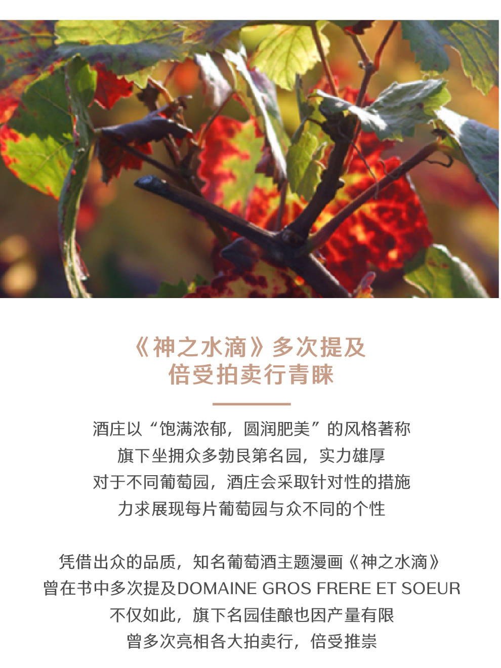 原装原瓶进口大金杯酒庄维吉修士的路径干红葡萄酒2020 DOMAINE GROS FRERE ET SOEUR CHEMIN DES