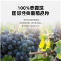 智驼 750ml*6整箱【国际双金奖 智利原瓶进口】红酒干红葡萄酒甜美中央山谷送礼酒 