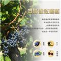 智驼 750ml*6整箱【国际双金奖 智利原瓶进口】红酒干红葡萄酒甜美中央山谷送礼酒 